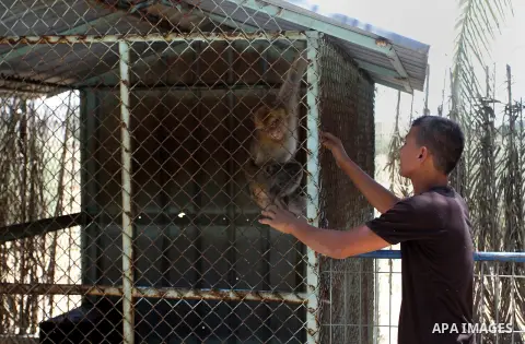 A Palestinian man looks to the Monkey at a zoo in Khan Younis in the southern Gaza Strip June 10, 2016. Photo by Abed Rahim Khatib