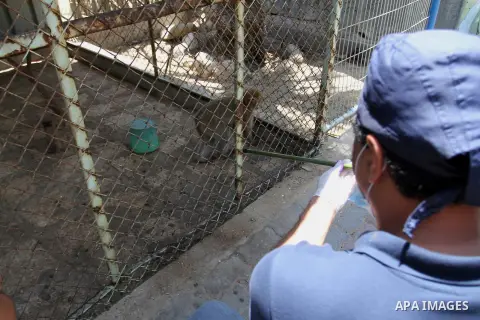 Veterinarian Amir Khalil from the international animal protecting organization Four Paws checks a monkey from a zoo in the southern Gaza Strip city of Khan Younis, June 10, 2016. Photo by Abed Rahim Khatib