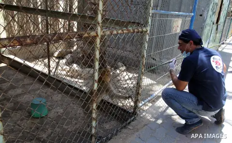 Veterinarian Amir Khalil from the international animal protecting organization Four Paws checks a monkey from a zoo in the southern Gaza Strip city of Khan Younis, June 10, 2016. Photo by Abed Rahim Khatib