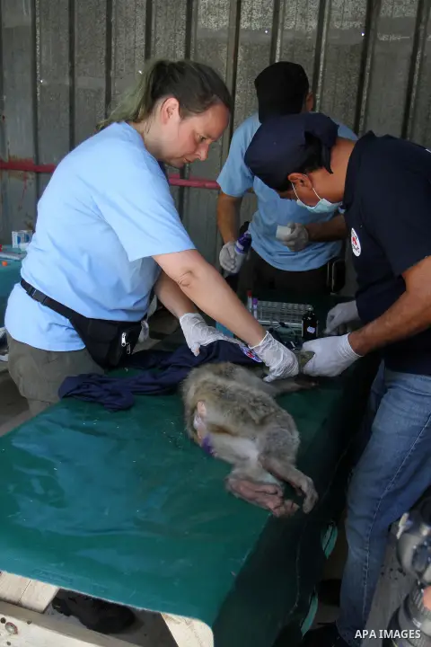Veterinarian Amir Khalil from the international animal protecting organization Four Paws checks a monkey from a zoo in the southern Gaza Strip city of Khan Younis, June 10, 2016. Photo by Abed Rahim Khatib