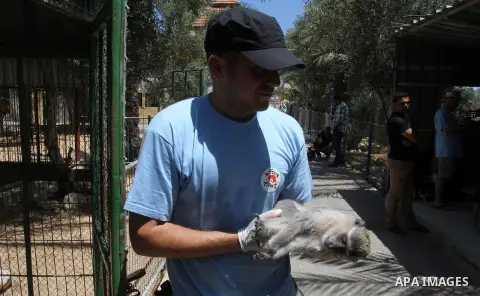 A member of FOUR PAWS International team checks a monkey at a zoo in Khan Younis in the southern Gaza Strip June 10, 2016. Photo by Abed Rahim Khatib