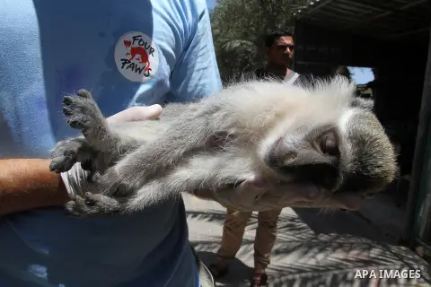 A member of FOUR PAWS International team checks a monkey at a zoo in Khan Younis in the southern Gaza Strip June 10, 2016. Photo by Abed Rahim Khatib