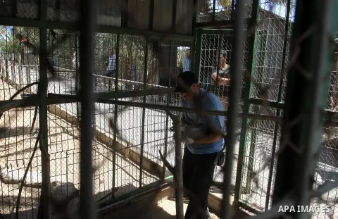 A member of FOUR PAWS International team checks a monkey at a zoo in Khan Younis in the southern Gaza Strip June 10, 2016. Photo by Abed Rahim Khatib