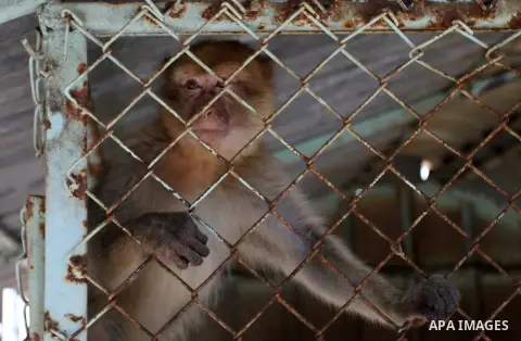 A monkey is seen inside an enclosure at a zoo in Khan Younis in the southern Gaza Strip June 10, 2016. Photo by Abed Rahim Khatib