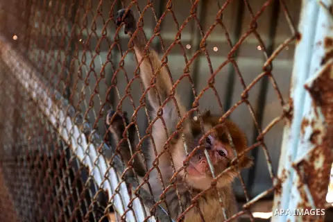 A monkey is seen inside an enclosure at a zoo in Khan Younis in the southern Gaza Strip June 10, 2016. Photo by Abed Rahim Khatib