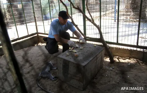 A member of FOUR PAWS International team checks a monkey at a zoo in Khan Younis in the southern Gaza Strip June 10, 2016. Photo by Abed Rahim Khatib