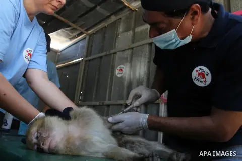 Veterinarian Amir Khalil from the international animal protecting organization Four Paws checks a monkey from a zoo in the southern Gaza Strip city of Khan Younis, June 10, 2016. Photo by Abed Rahim Khatib