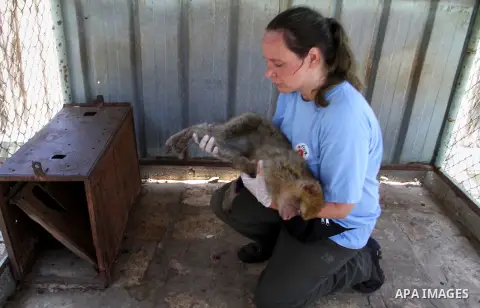 A member of FOUR PAWS International team checks a monkey at a zoo in Khan Younis in the southern Gaza Strip June 10, 2016. Photo by Abed Rahim Khatib