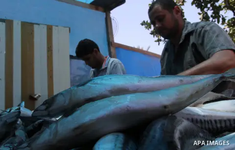 A Palestinian man prepares mackerels to be smoked and sold at a market ahead of the Eid al-Fitr holiday on July 2, 2016 in Khan Yunis, in the southern Gaza Strip. Eid al-Fitr marks the end of Muslim's holy fasting month...