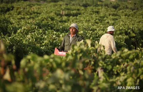 Palestinian farmers collect grapes during harvest season at a vineyard in Gaza city on July 20, 2016. Photo by Ashraf Amra