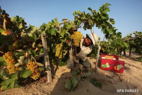 A Palestinian farmer collects grapes during harvest season at a vineyard in Gaza city on July 20, 2016. Photo by Ashraf Amra