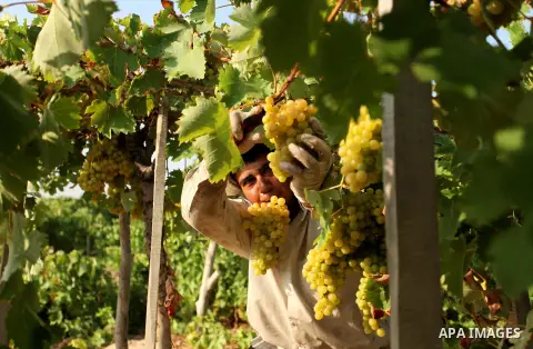 A Palestinian farmer collects grapes during harvest season at a vineyard in Gaza city on July 20, 2016. Photo by Ashraf Amra