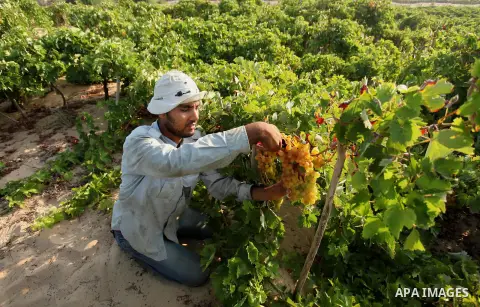 A Palestinian farmer collects grapes during harvest season at a vineyard in Gaza city on July 20, 2016. Photo by Ashraf Amra