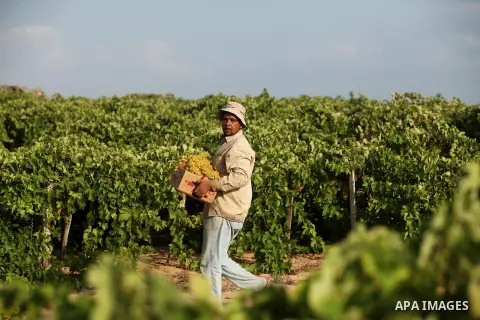 A Palestinian farmer collects grapes during harvest season at a vineyard in Gaza city on July 20, 2016. Photo by Ashraf Amra