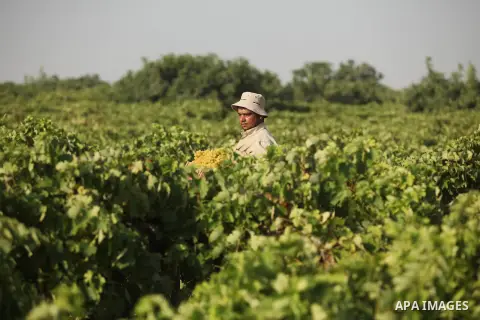 A Palestinian farmer collects grapes during harvest season at a vineyard in Gaza city on July 20, 2016. Photo by Ashraf Amra