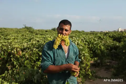 A Palestinian farmer collects grapes during harvest season at a vineyard in Gaza city on July 20, 2016. Photo by Ashraf Amra