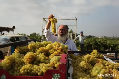 A Palestinian farmer collects grapes during harvest season at a vineyard in Gaza city on July 20, 2016. Photo by Ashraf Amra