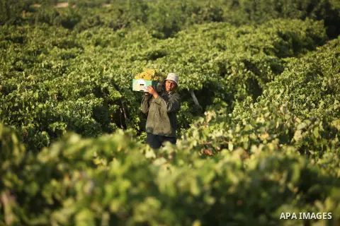 A Palestinian farmer collects grapes during harvest season at a vineyard in Gaza city on July 20, 2016. Photo by Ashraf Amra