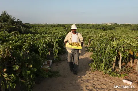 A Palestinian farmer collects grapes during harvest season at a vineyard in Gaza city on July 20, 2016. Photo by Ashraf Amra