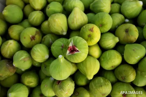 Figs are seen during harvest season at a vineyard in Gaza city on July 20, 2016. Photo by Ashraf Amra