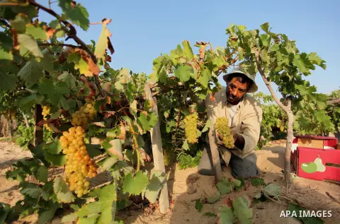 A Palestinian farmer collects grapes during harvest season at a vineyard in Gaza city on July 20, 2016. Photo by Ashraf Amra