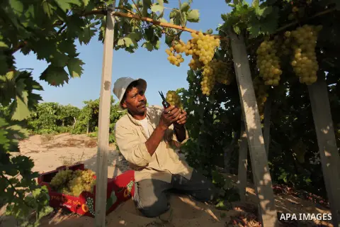 A Palestinian farmer collects grapes during harvest season at a vineyard in Gaza city on July 20, 2016. Photo by Ashraf Amra