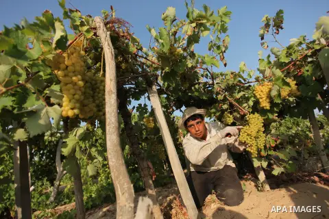 A Palestinian farmer collects grapes during harvest season at a vineyard in Gaza city on July 20, 2016. Photo by Ashraf Amra