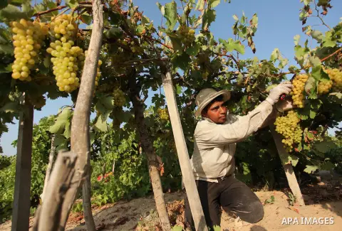 A Palestinian farmer collects grapes during harvest season at a vineyard in Gaza city on July 20, 2016. Photo by Ashraf Amra