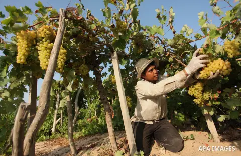 A Palestinian farmer collects grapes during harvest season at a vineyard in Gaza city on July 20, 2016. Photo by Ashraf Amra