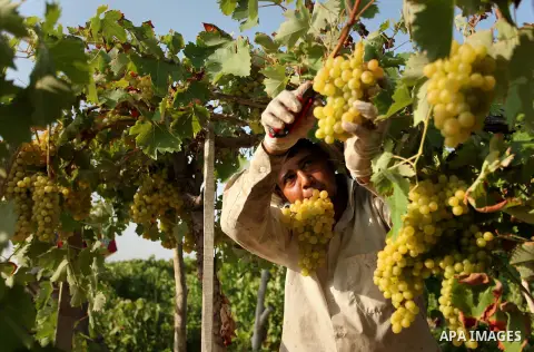 A Palestinian farmer collects grapes during harvest season at a vineyard in Gaza city on July 20, 2016. Photo by Ashraf Amra