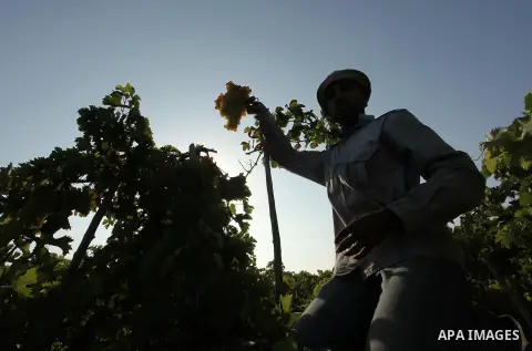 A Palestinian farmer collects grapes during harvest season at a vineyard in Gaza city on July 20, 2016. Photo by Ashraf Amra