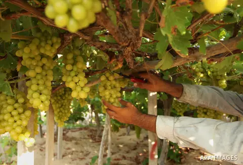 A Palestinian farmer collects grapes during harvest season at a vineyard in Gaza city on July 20, 2016. Photo by Ashraf Amra