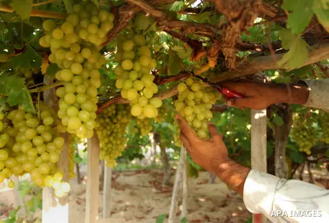 A Palestinian farmer collects grapes during harvest season at a vineyard in Gaza city on July 20, 2016. Photo by Ashraf Amra