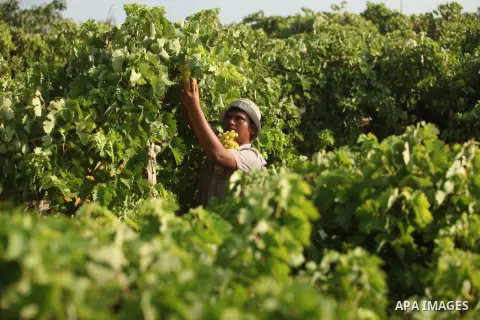 A Palestinian farmer collects grapes during harvest season at a vineyard in Gaza city on July 20, 2016. Photo by Ashraf Amra