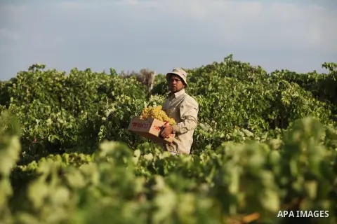 A Palestinian farmer collects grapes during harvest season at a vineyard in Gaza city on July 20, 2016. Photo by Ashraf Amra