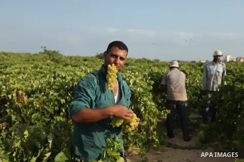 A Palestinian farmer collects grapes during harvest season at a vineyard in Gaza city on July 20, 2016. Photo by Ashraf Amra