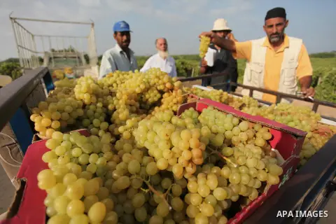 Palestinian farmers collect grapes during harvest season at a vineyard in Gaza city on July 20, 2016. Photo by Ashraf Amra