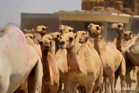 Camels are seen at at the camel market in Birqash, Giza, 25 km,16 miles north of Cairo, Egypt on Aug.19, 2016. Traders come from different countries including Sudan, Somalia and Ethiopia to sell camels ahead of Eid al-Ad...