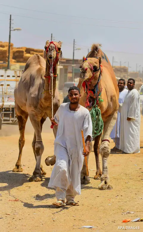 An Egyptian camel vendor leads his camel at the camel market in Birqash, Giza, 25 km,16 miles north of Cairo, Egypt on Aug.19, 2016. Traders come from different countries including Sudan, Somalia and Ethiopia to sell cam...