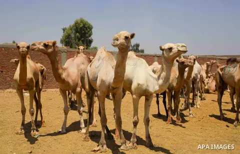 Camels are seen at at the camel market in Birqash, Giza, 25 km,16 miles north of Cairo, Egypt on Aug.19, 2016. Traders come from different countries including Sudan, Somalia and Ethiopia to sell camels ahead of Eid al-Ad...