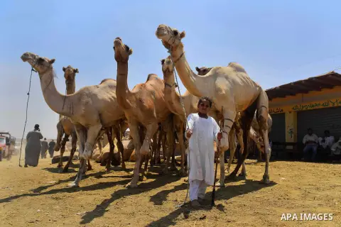 An Egyptian camel vendor leads his camel at the camel market in Birqash, Giza, 25 km,16 miles north of Cairo, Egypt on Aug.19, 2016. Traders come from different countries including Sudan, Somalia and Ethiopia to sell cam...