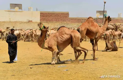 An Egyptian camel vendor leads his camel at the camel market in Birqash, Giza, 25 km,16 miles north of Cairo, Egypt on Aug.19, 2016. Traders come from different countries including Sudan, Somalia and Ethiopia to sell cam...