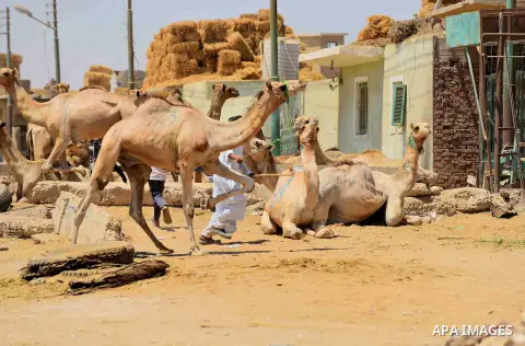 An Egyptian camel vendor leads his camel at the camel market in Birqash, Giza, 25 km,16 miles north of Cairo, Egypt on Aug.19, 2016. Traders come from different countries including Sudan, Somalia and Ethiopia to sell cam...