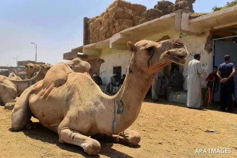 Egyptians gather during an auction at the camel market in Birqash, Giza, 25 km,16 miles north of Cairo, Egypt on Aug.19, 2016. Traders come from different countries including Sudan, Somalia and Ethiopia to sell camels ah...