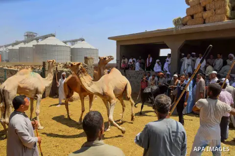 Egyptians gather during an auction at the camel market in Birqash, Giza, 25 km,16 miles north of Cairo, Egypt on Aug.19, 2016. Traders come from different countries including Sudan, Somalia and Ethiopia to sell camels ah...