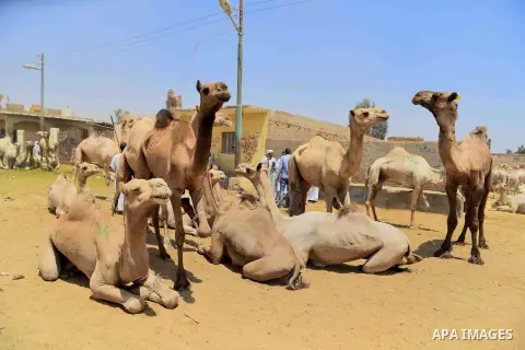 Camels are seen at at the camel market in Birqash, Giza, 25 km,16 miles north of Cairo, Egypt on Aug.19, 2016. Traders come from different countries including Sudan, Somalia and Ethiopia to sell camels ahead of Eid al-Ad...