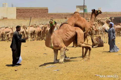 An Egyptian camel vendor leads his camel at the camel market in Birqash, Giza, 25 km,16 miles north of Cairo, Egypt on Aug.19, 2016. Traders come from different countries including Sudan, Somalia and Ethiopia to sell cam...