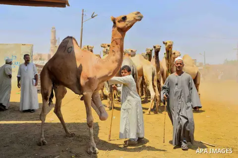 An Egyptian camel vendor leads his camel at the camel market in Birqash, Giza, 25 km,16 miles north of Cairo, Egypt on Aug.19, 2016. Traders come from different countries including Sudan, Somalia and Ethiopia to sell cam...