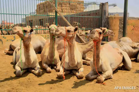 Camels are seen at at the camel market in Birqash, Giza, 25 km,16 miles north of Cairo, Egypt on Aug.19, 2016. Traders come from different countries including Sudan, Somalia and Ethiopia to sell camels ahead of Eid al-Ad...