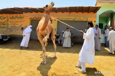 An Egyptian camel vendor leads his camel at the camel market in Birqash, Giza, 25 km,16 miles north of Cairo, Egypt on Aug.19, 2016. Traders come from different countries including Sudan, Somalia and Ethiopia to sell cam...